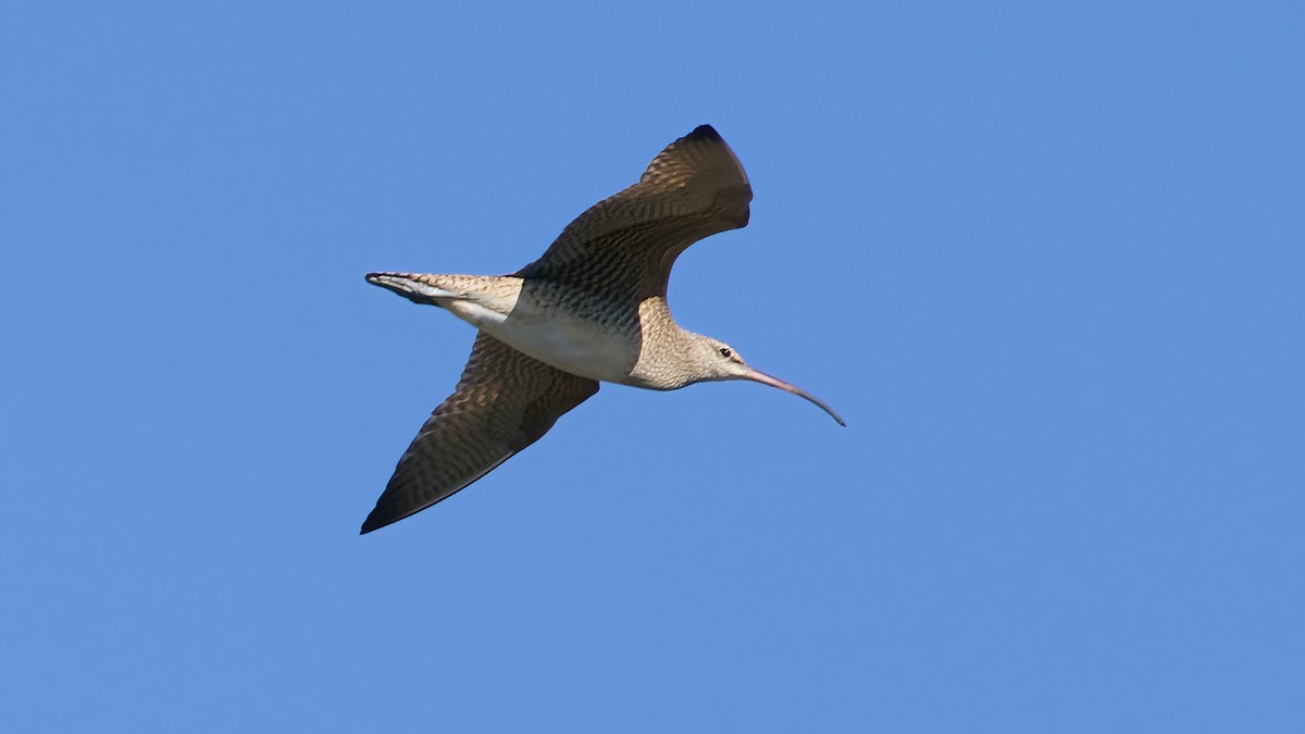 Hudsonian Whimbrel - ML646559333