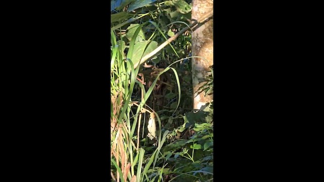 Дрізд-короткодзьоб південний - ML646559341