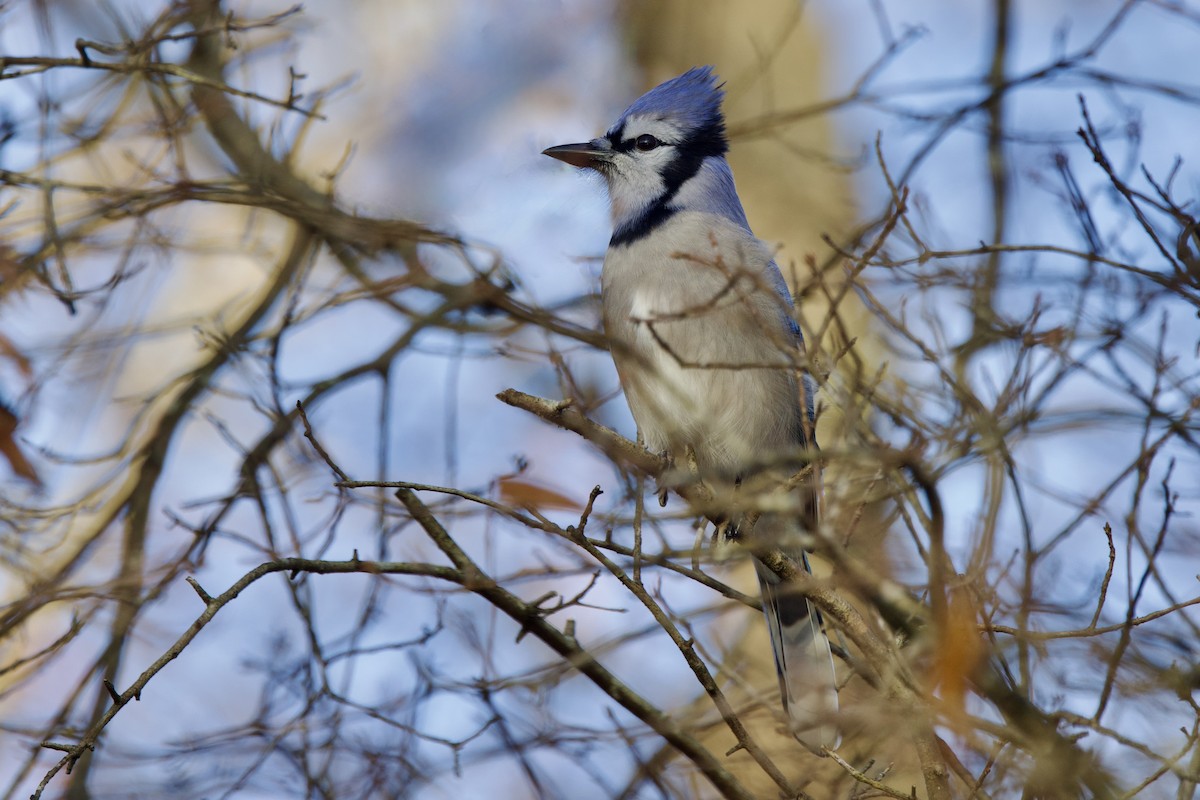 Blue Jay - ML646559342