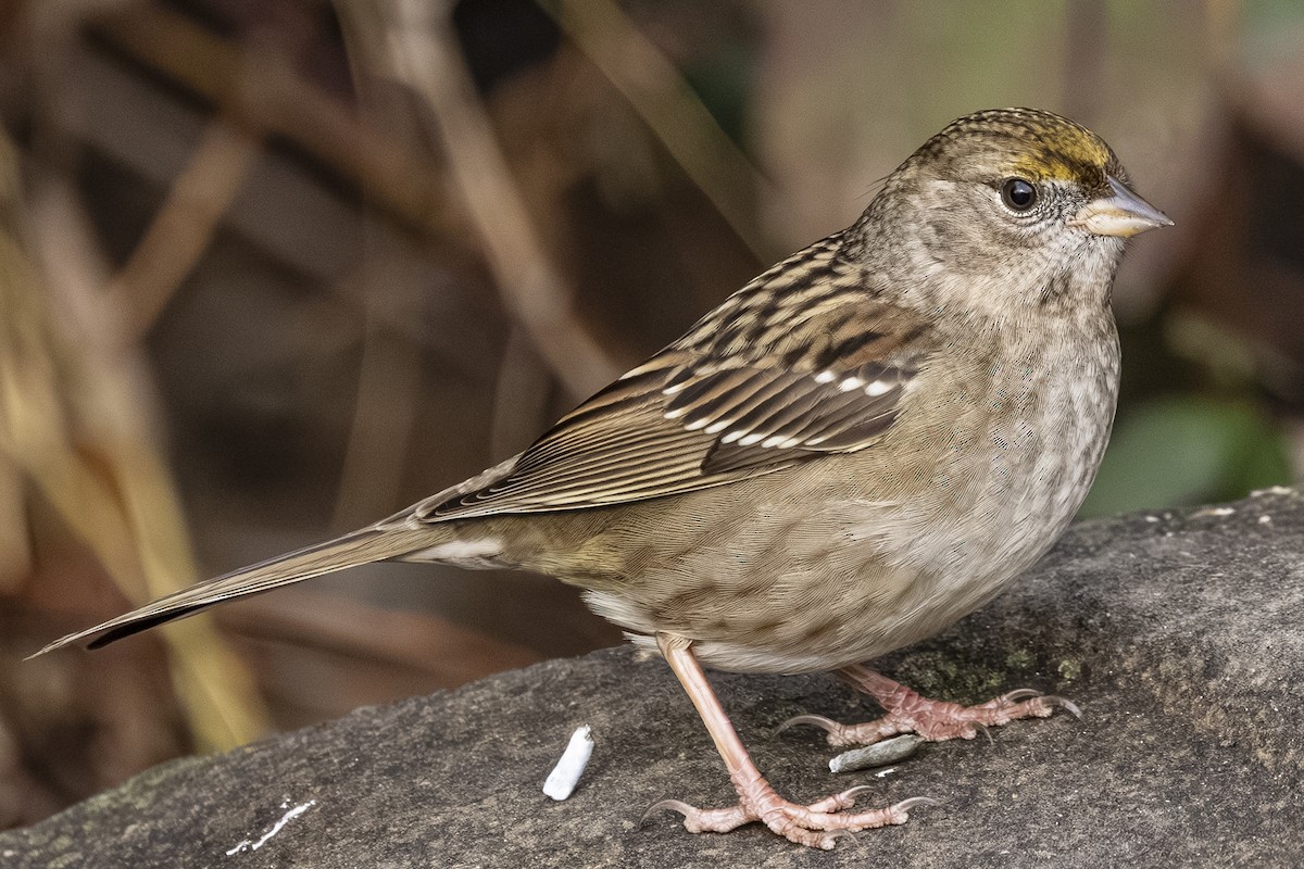 Chingolo Coronidorado - ML646559343