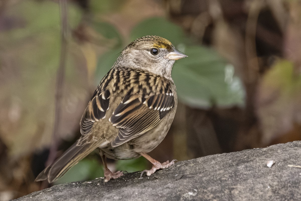 Chingolo Coronidorado - ML646559347