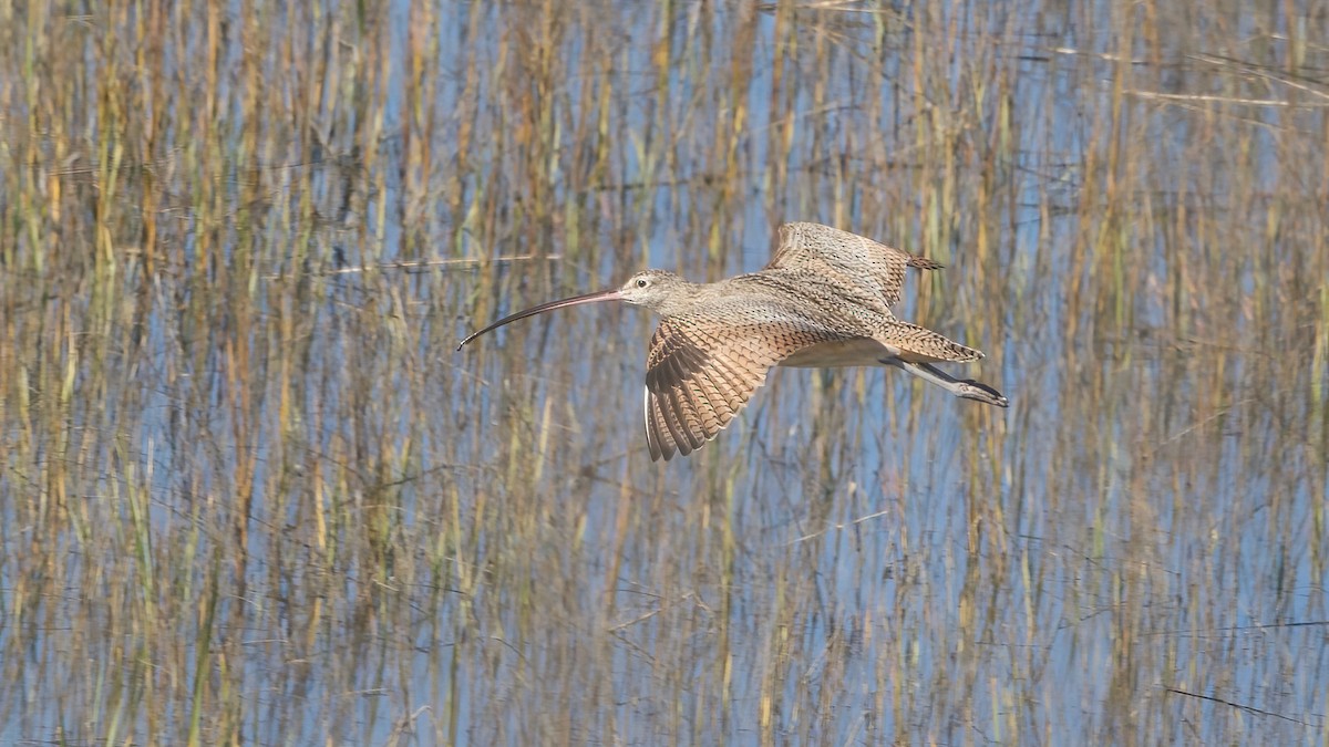 Long-billed Curlew - ML646559350