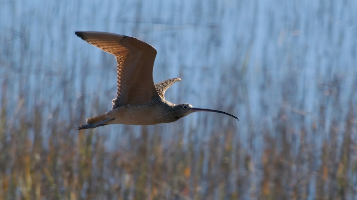 Long-billed Curlew - ML646559351