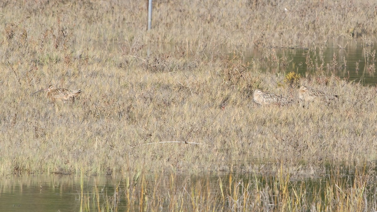 Long-billed Curlew - ML646559352
