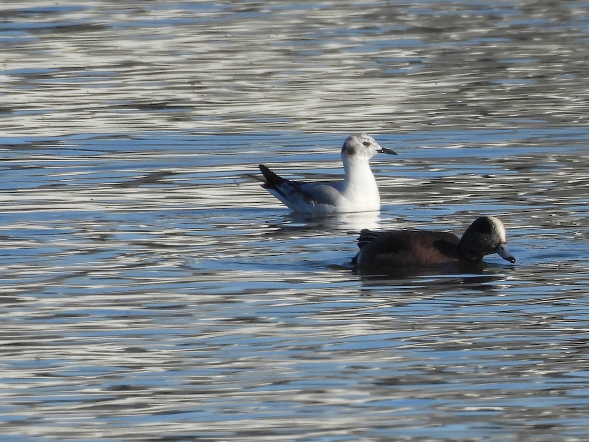 Bonapartemöwe - ML646559353