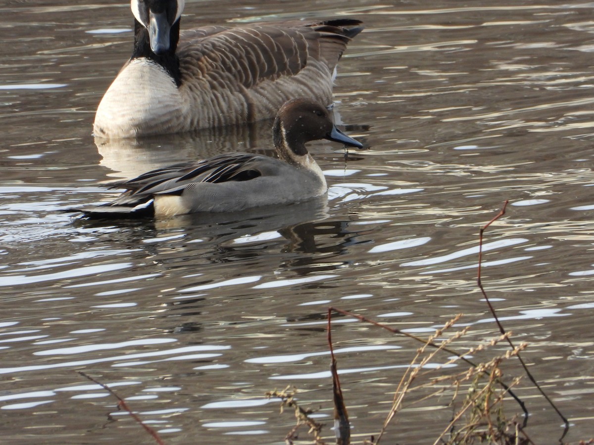 Northern Pintail - ML646559355