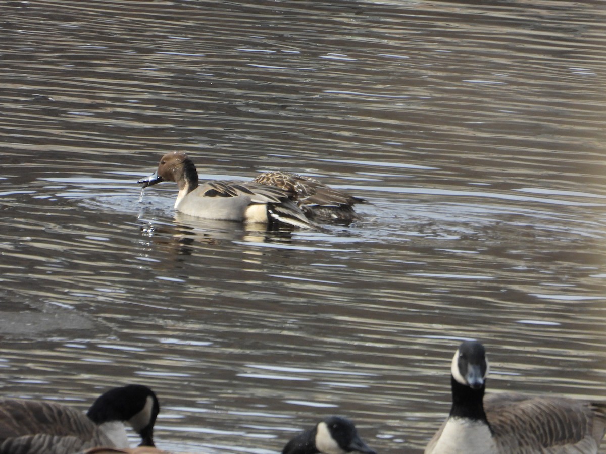 Northern Pintail - ML646559357