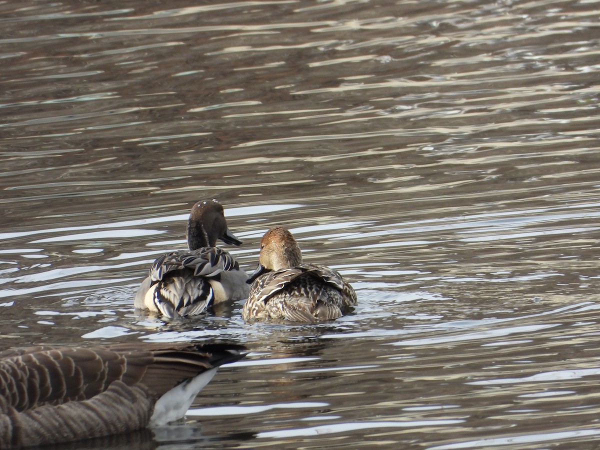 Northern Pintail - ML646559358