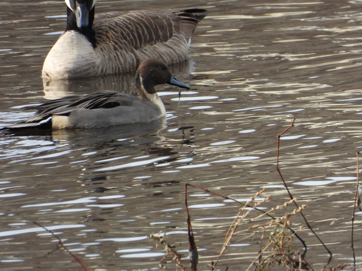 Northern Pintail - ML646559359