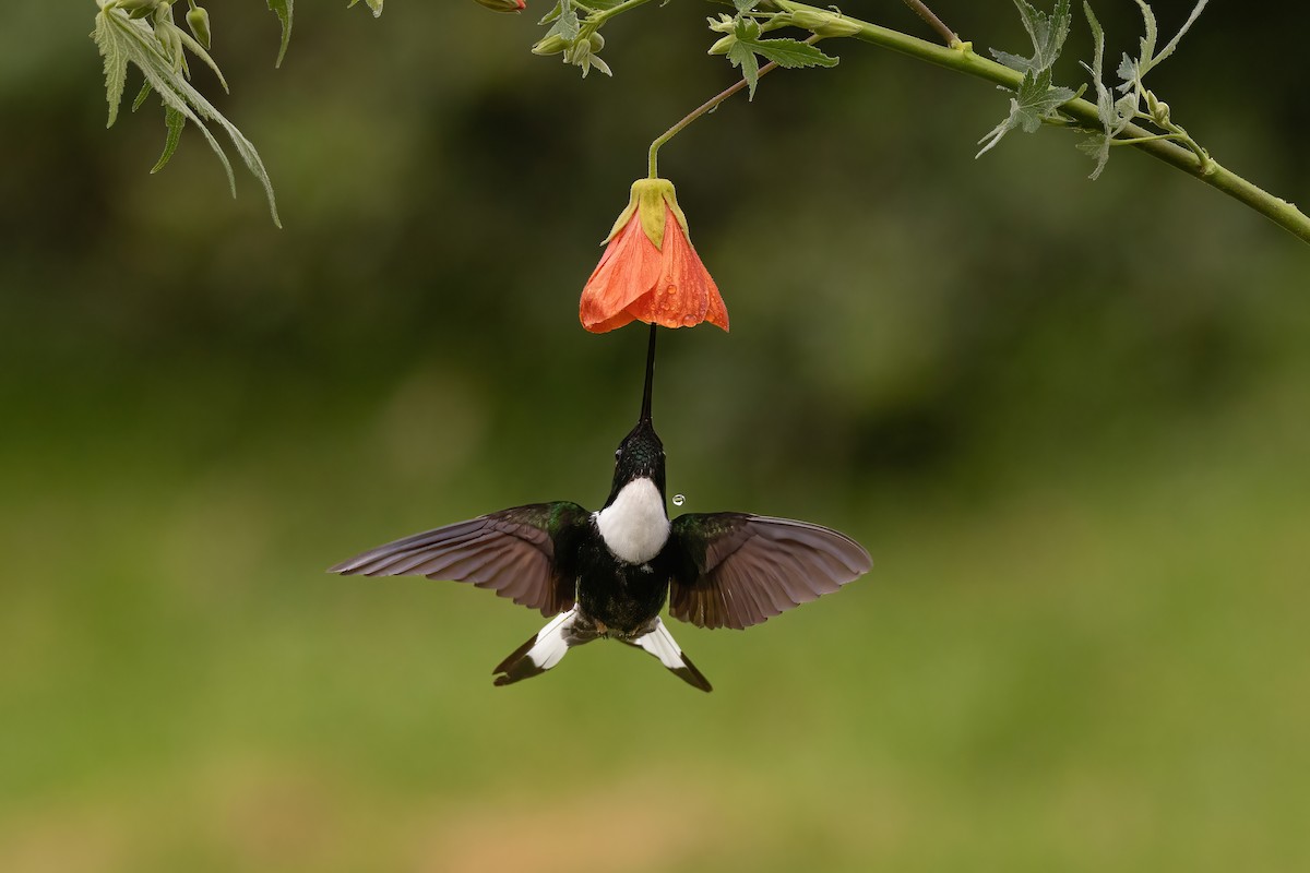 inka královský - ML646559360