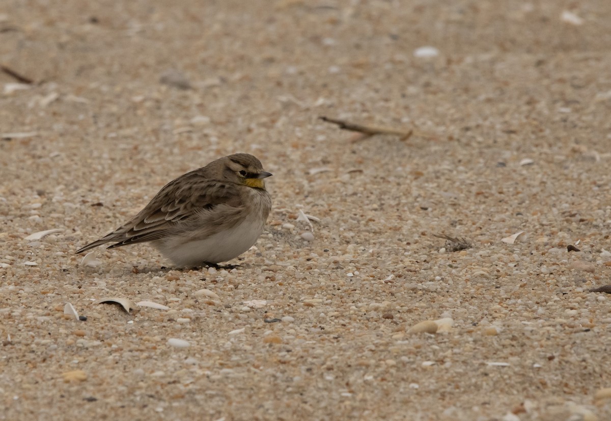 Эвэрт болжмор - ML646559362