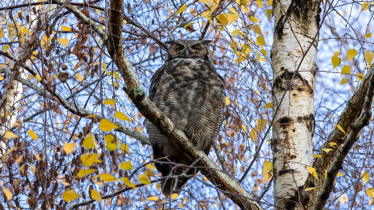 Great Horned Owl - ML646559363