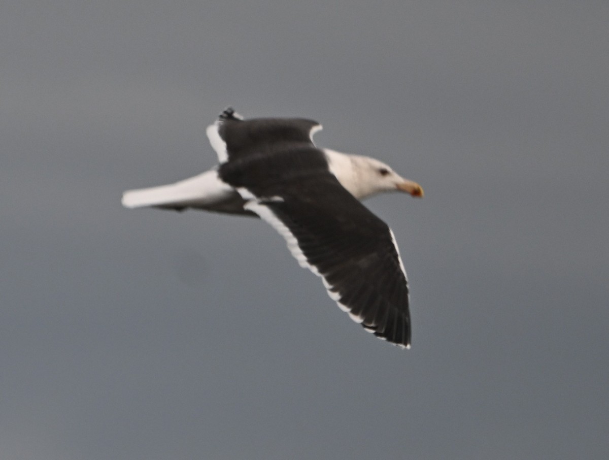 Great Black-backed Gull - ML646559365