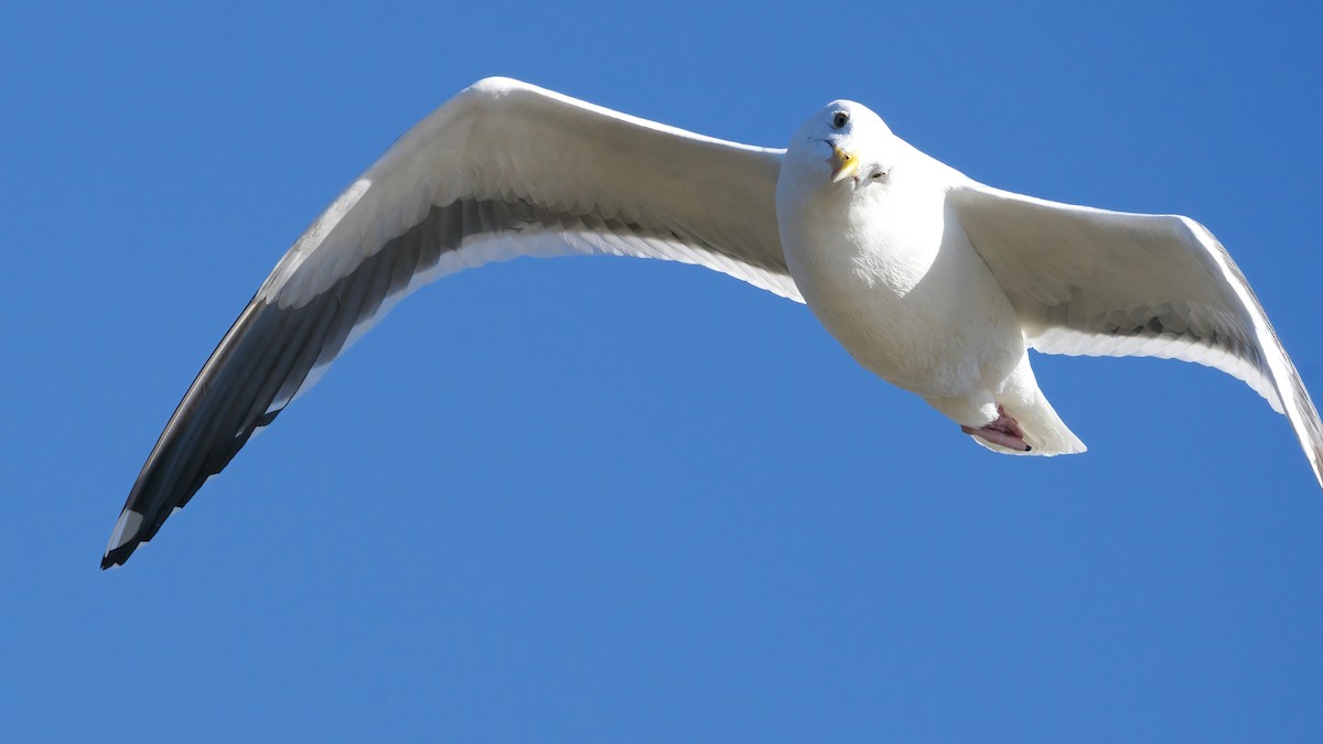 Western Gull - ML646559367