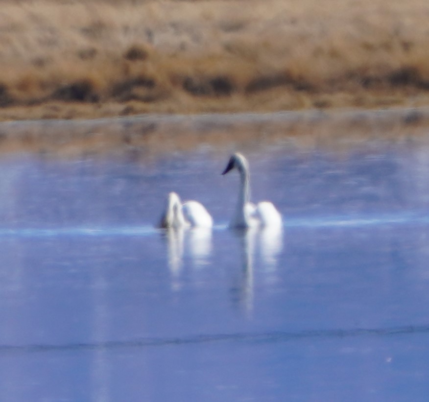 Trumpeter Swan - ML646559368