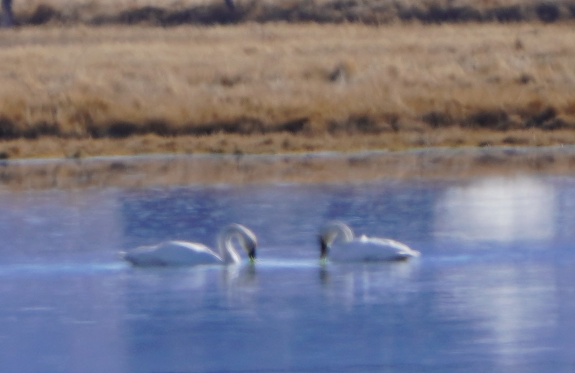Trumpeter Swan - ML646559369