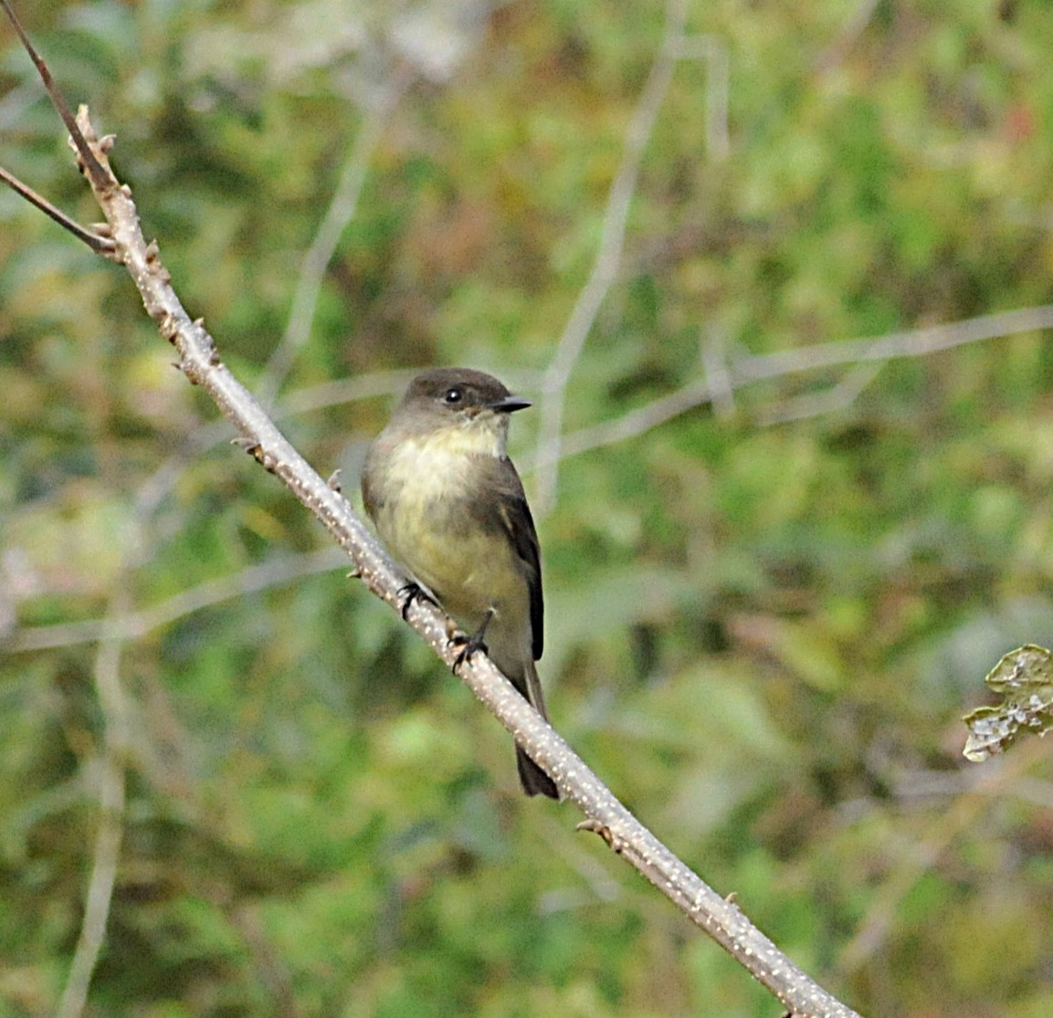 Eastern Phoebe - ML646559373