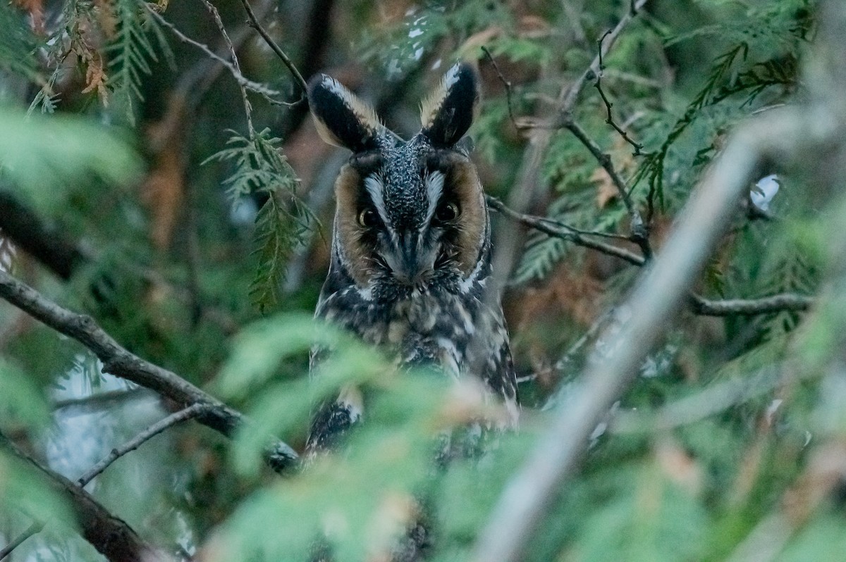 Long-eared Owl - ML646559378