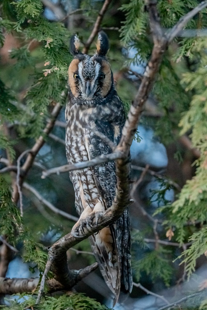 Long-eared Owl - ML646559379