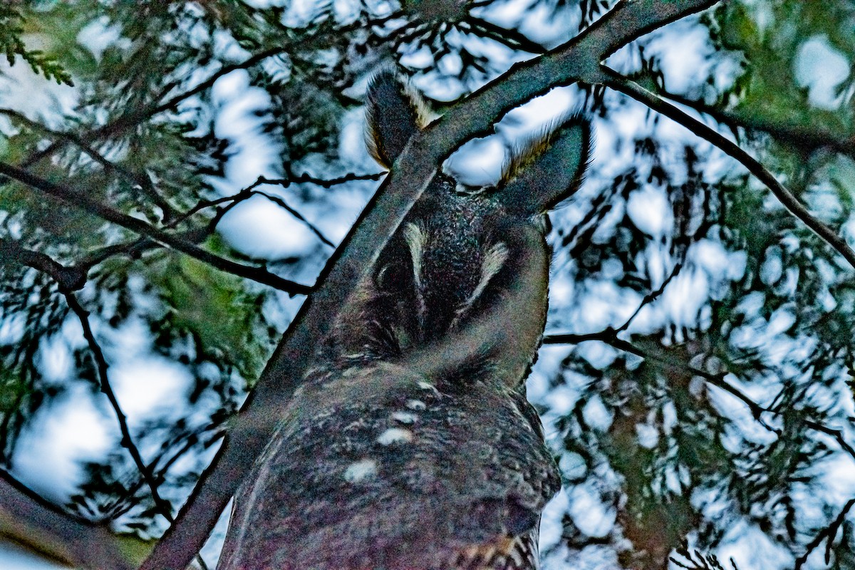 Long-eared Owl - ML646559380