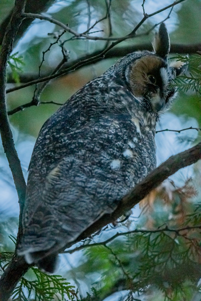 Long-eared Owl - ML646559381