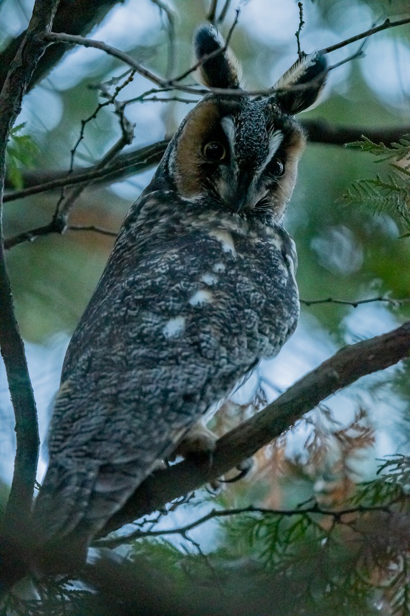 Long-eared Owl - ML646559382