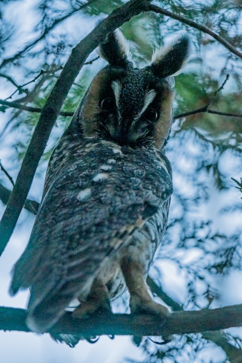 Long-eared Owl - ML646559383