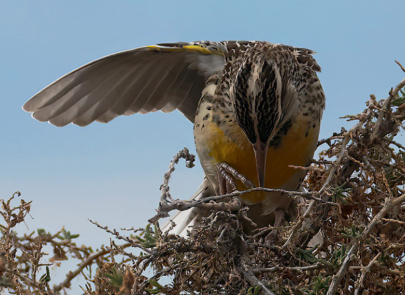 Western Meadowlark - ML646559387