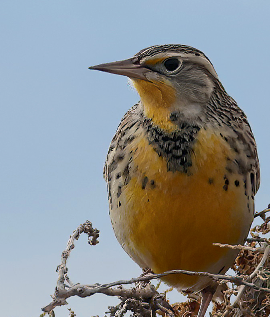 Western Meadowlark - ML646559388