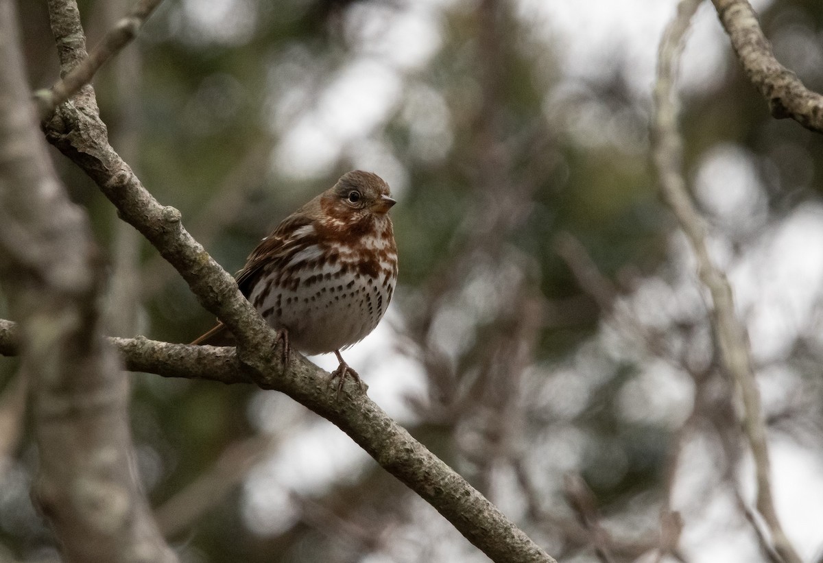 Fox Sparrow (Red) - ML646559389