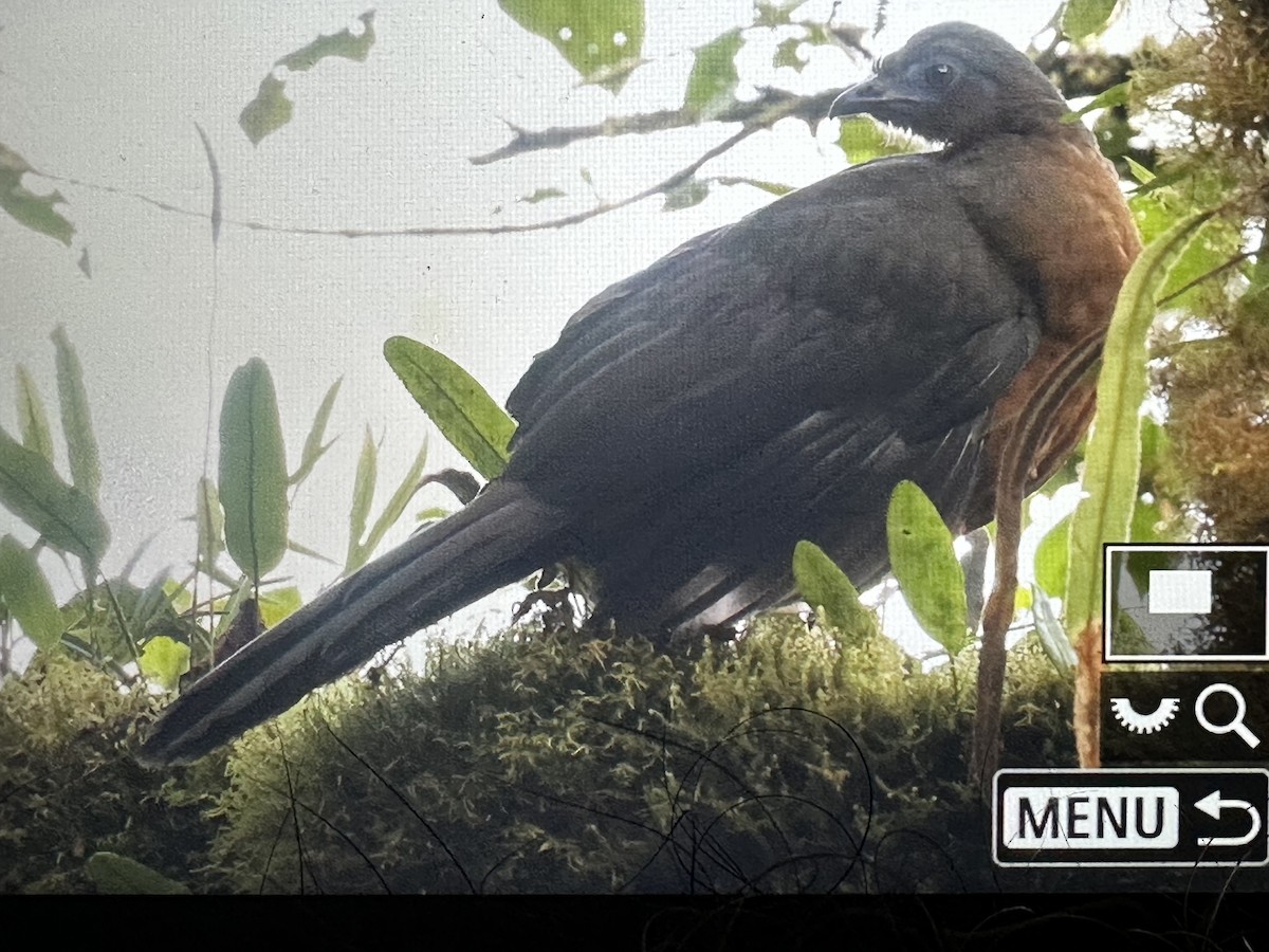 Sickle-winged Guan - ML646559392