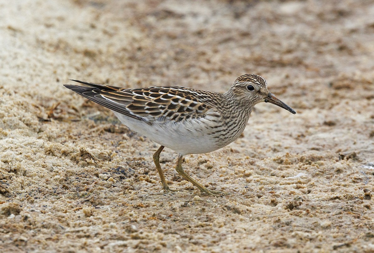 Txirri pektorala - ML646559393