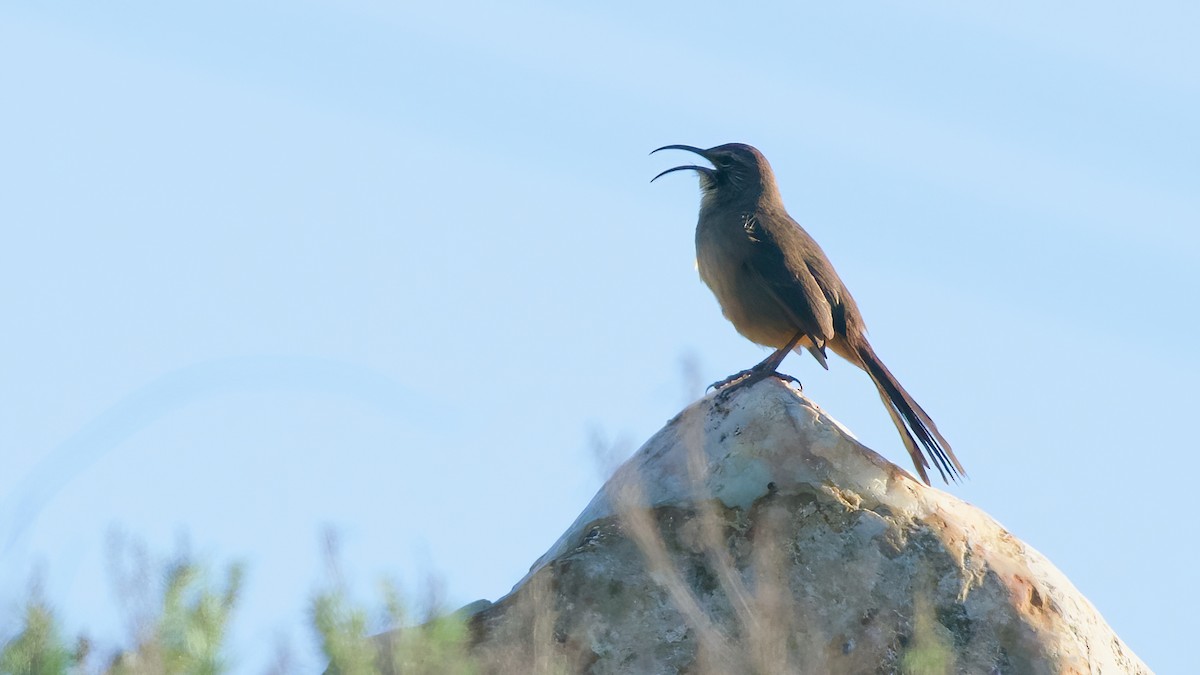 California Thrasher - ML646559394