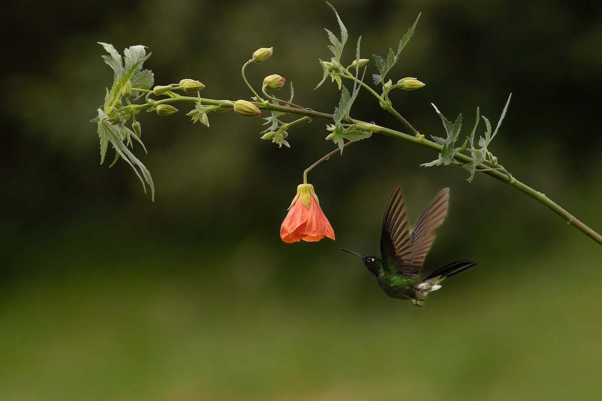 Tourmaline Sunangel - ML646559401