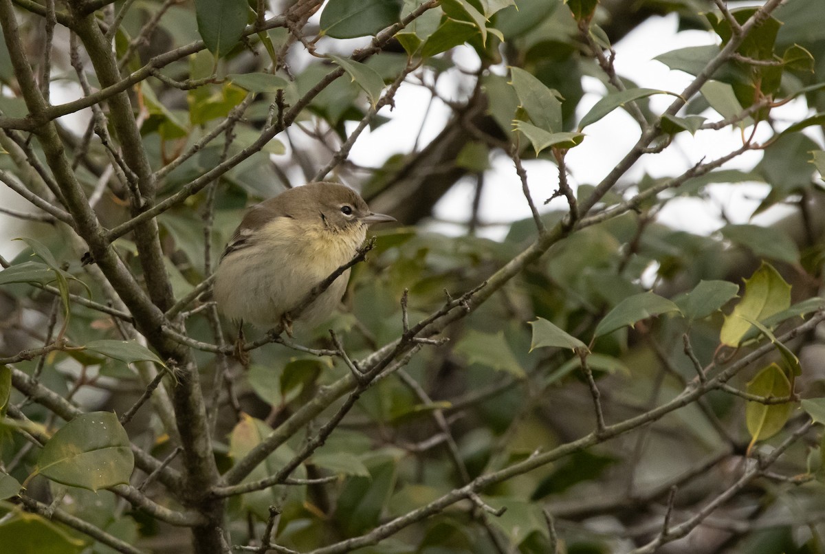 Paruline des pins - ML646559405