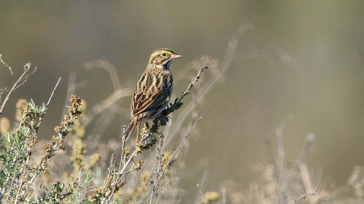 Savannah Sparrow (Belding's) - ML646559408