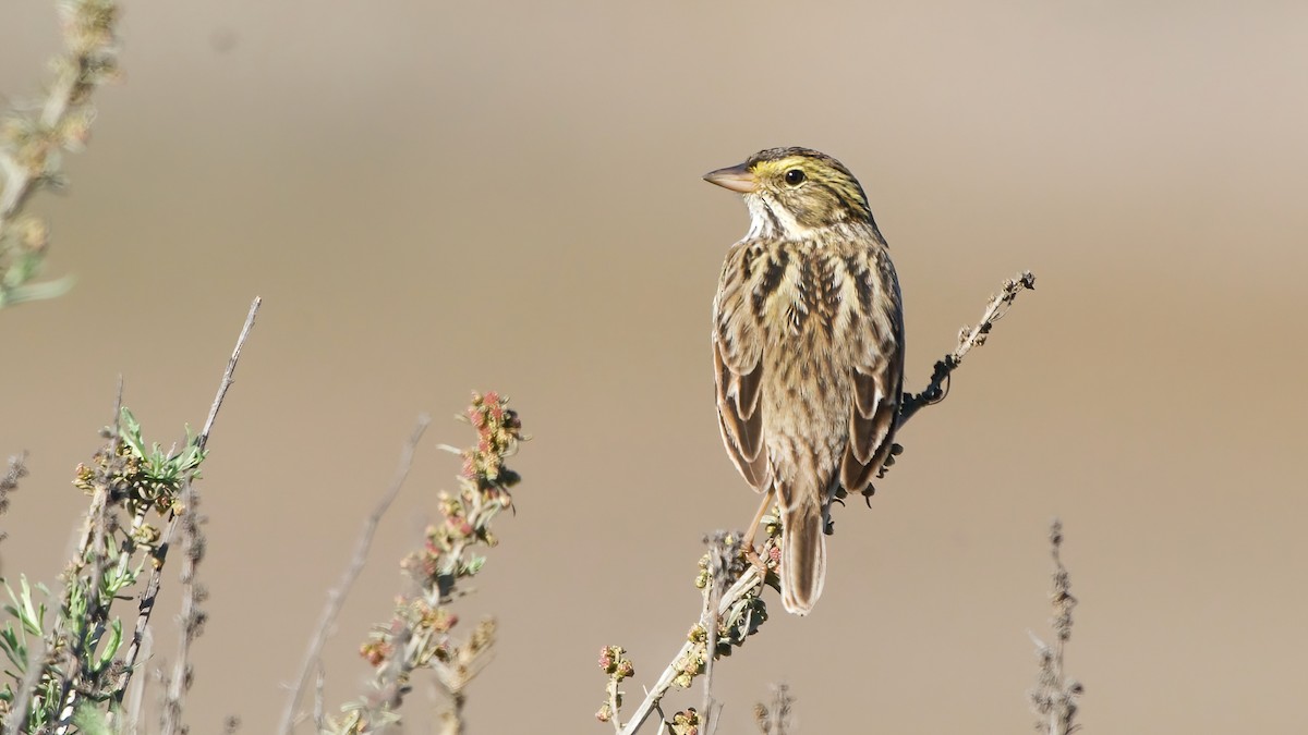Savannah Sparrow (Belding's) - ML646559409