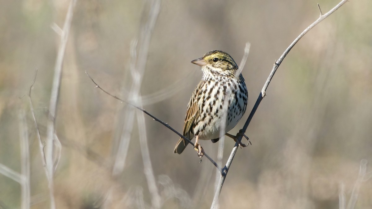 Savannah Sparrow (Belding's) - ML646559410
