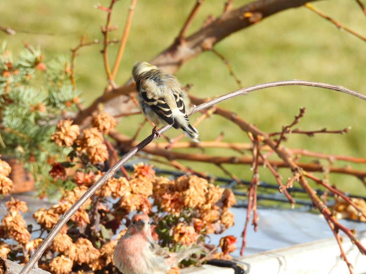 Goldzeisig - ML646559411