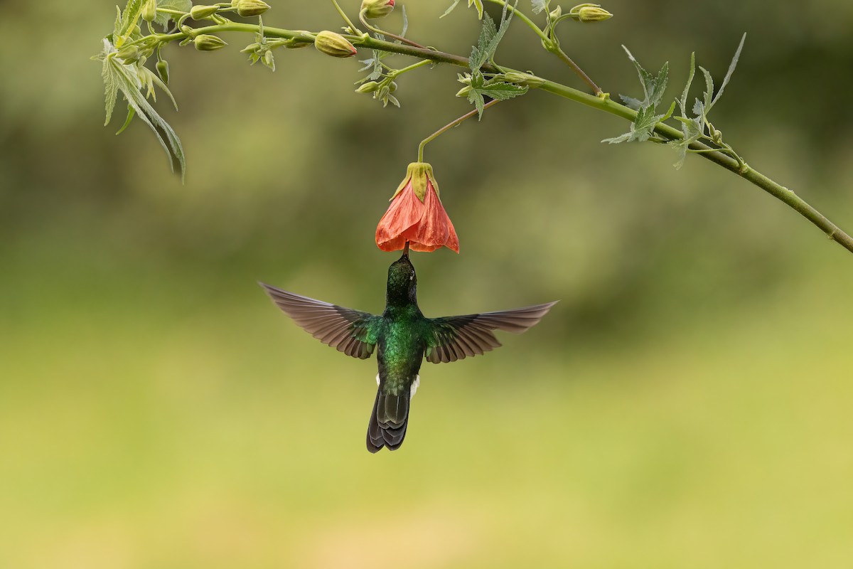 Tourmaline Sunangel - ML646559413