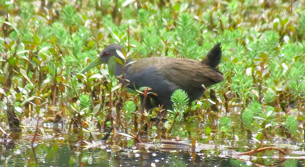 Râle noirâtre - ML646559415