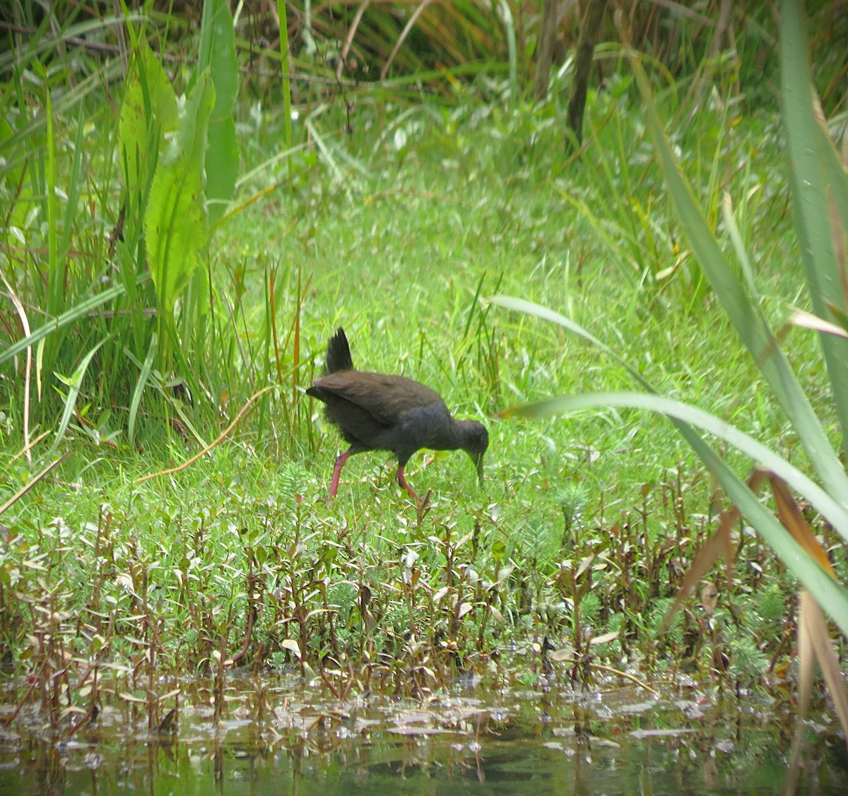 Râle noirâtre - ML646559416