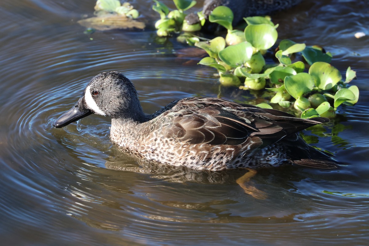 Чирянка блакитнокрила - ML646559419