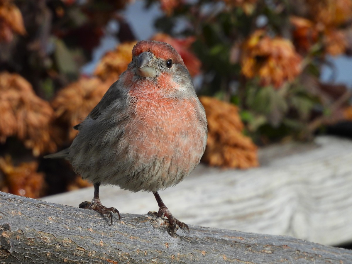 Hausgimpel - ML646559421