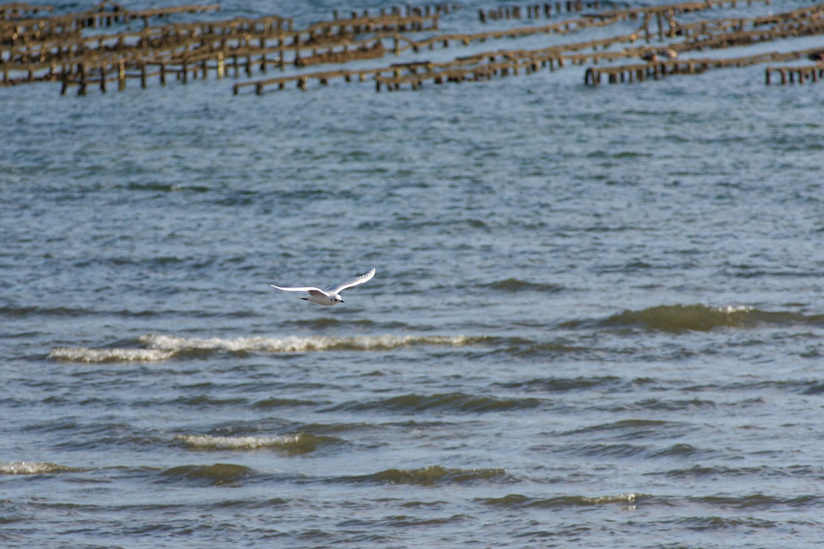 黑嘴鷗 - ML646559422