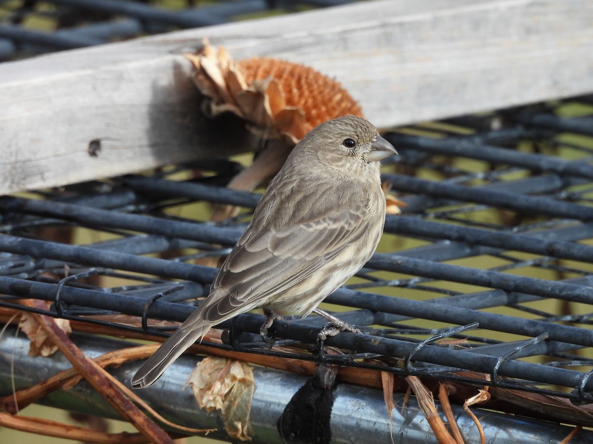 Hausgimpel - ML646559423