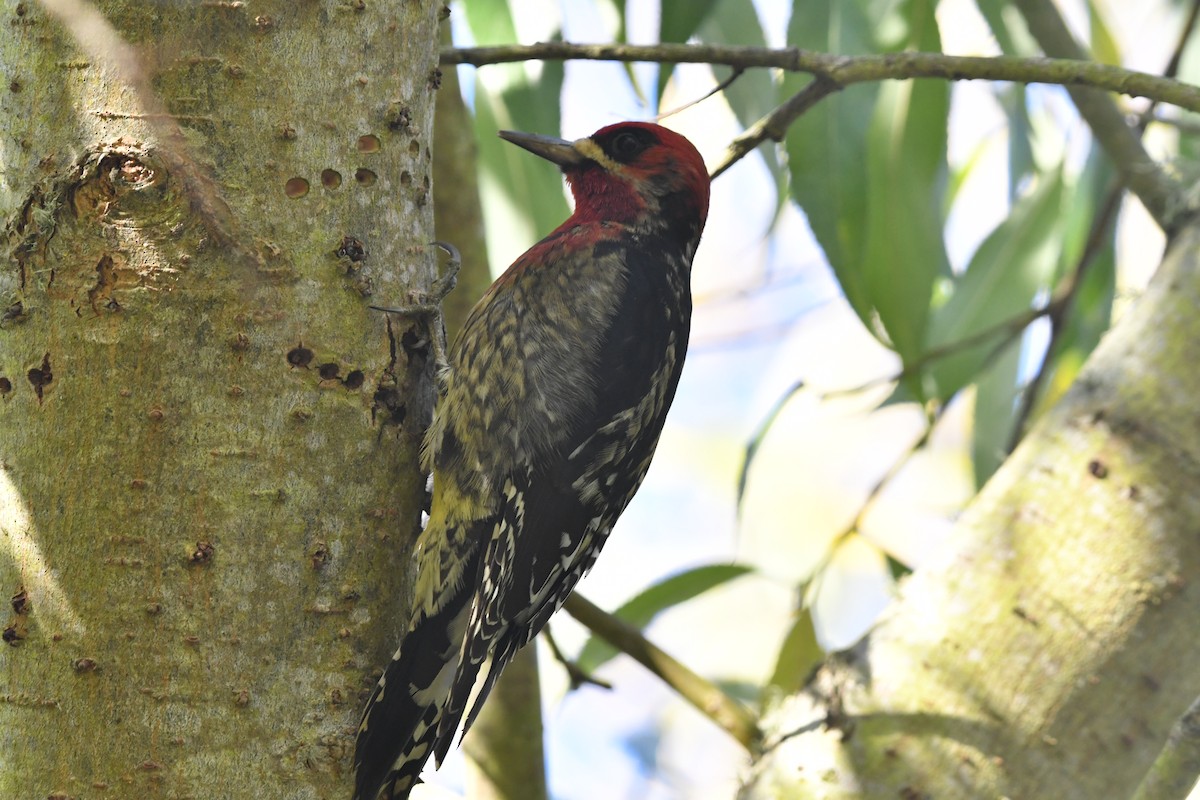 Red-breasted Sapsucker (daggetti) - ML646559425
