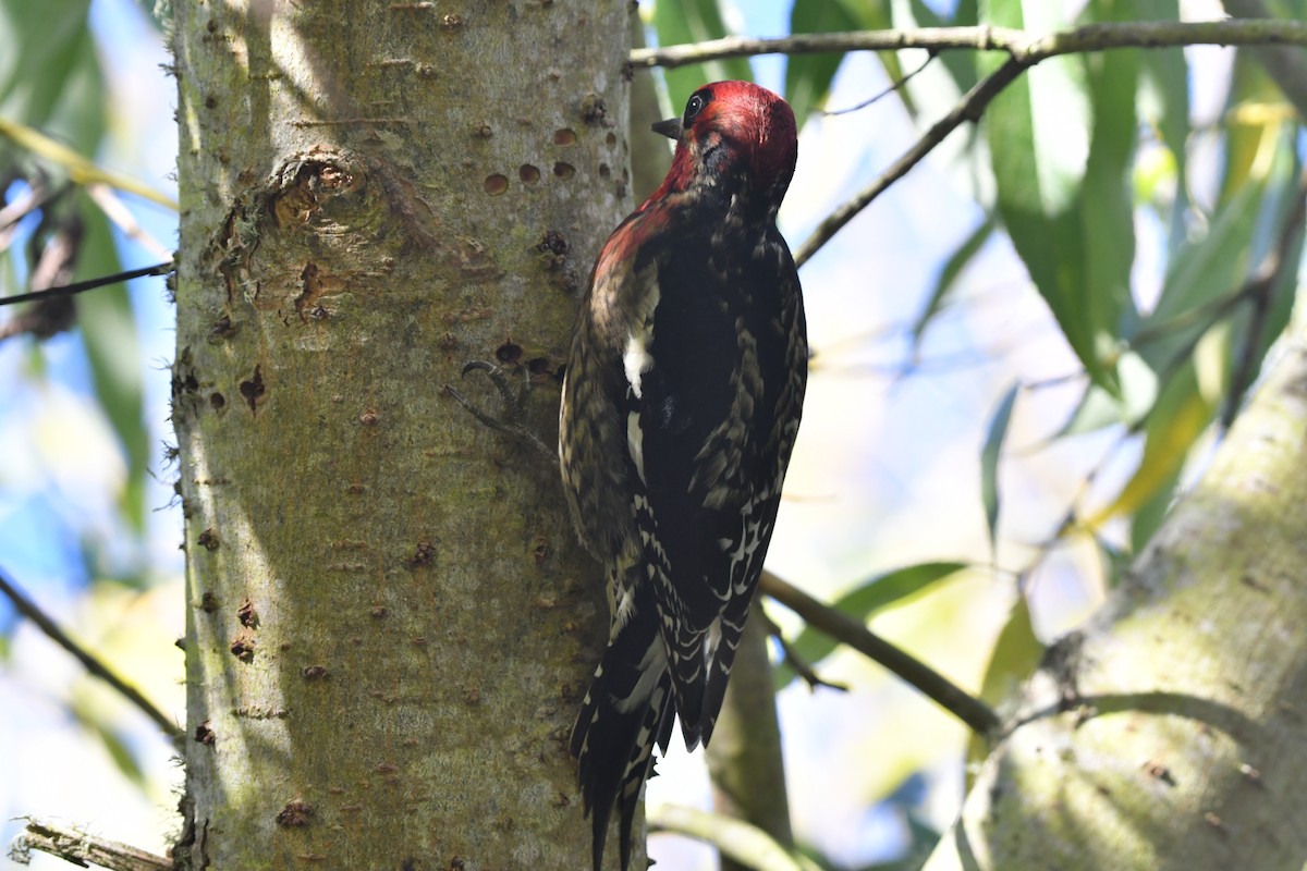 Red-breasted Sapsucker (daggetti) - ML646559426