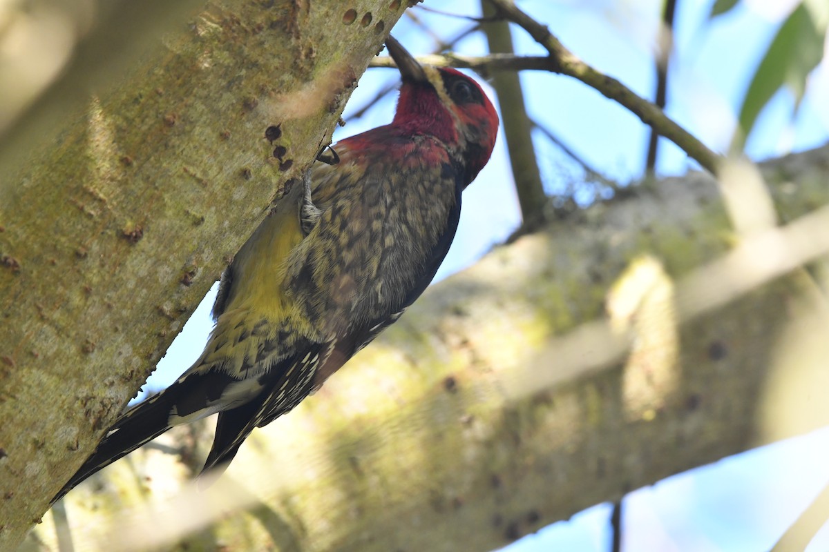 Red-breasted Sapsucker (daggetti) - ML646559427