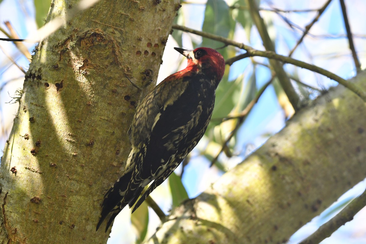 Red-breasted Sapsucker (daggetti) - ML646559428